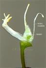  Pistil and diadephous stamens